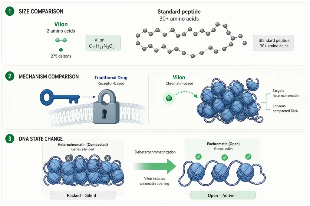 vilon peptide