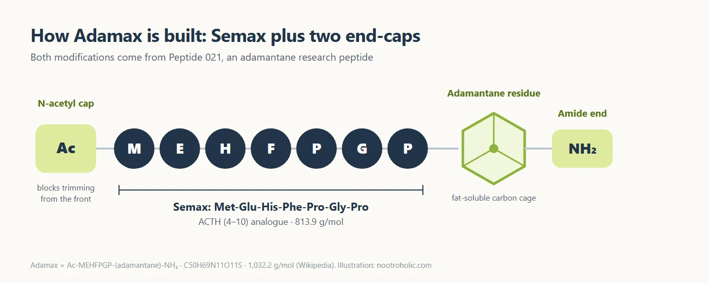 Adamax peptide structure: N-acetyl cap, Semax chain Met-Glu-His-Phe-Pro-Gly-Pro, adamantane residue and amide end