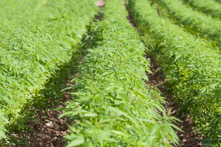 where to buy cbd oil