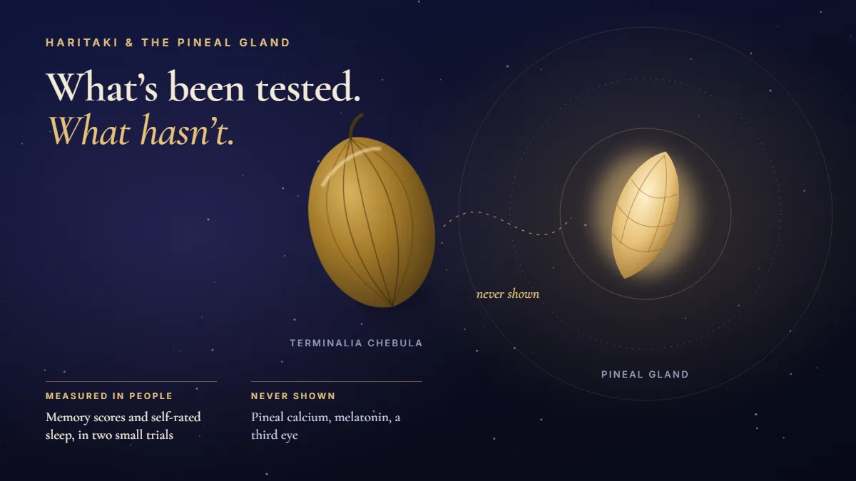 Illustration of a haritaki fruit beside a glowing pineal gland, with the headline "What's been tested. What hasn't." Memory scores and self-rated sleep were measured in two small trials; pineal calcium, melatonin and a third eye were never shown.