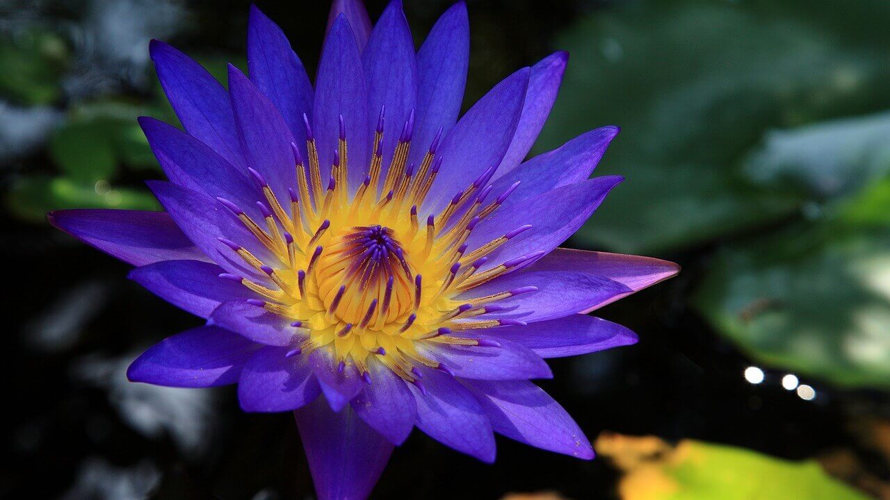 blue lotus