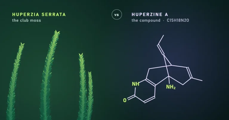 Stylized Huperzia serrata club moss sprigs beside the structural diagram of the huperzine A molecule