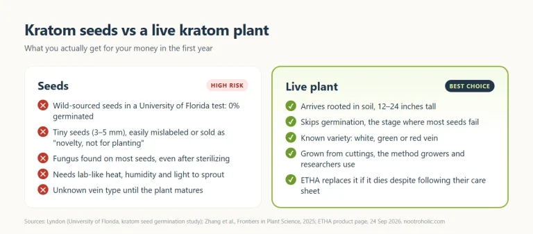 Kratom seeds vs a live kratom plant comparison: germination risk versus a rooted plant