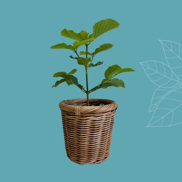 Live kratom plant in a pot from ETHA Natural Botanicals