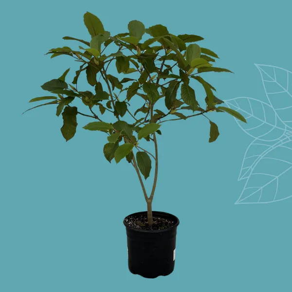 Live kratom tree, 4 to 6 feet tall, in a nursery pot