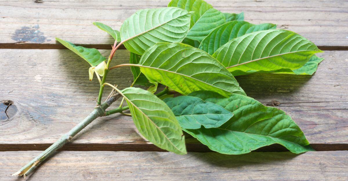 kratom leaves