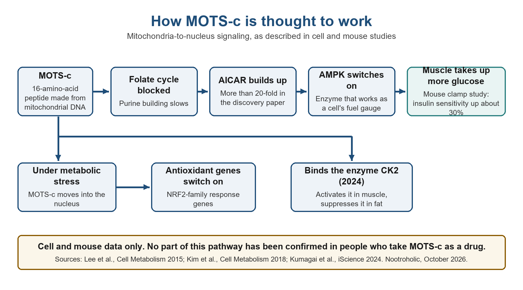MOTS-c peptide pathway diagram: folate cycle blocked, AICAR builds up, AMPK switches on, plus nuclear and CK2 routes (cell and mouse data)