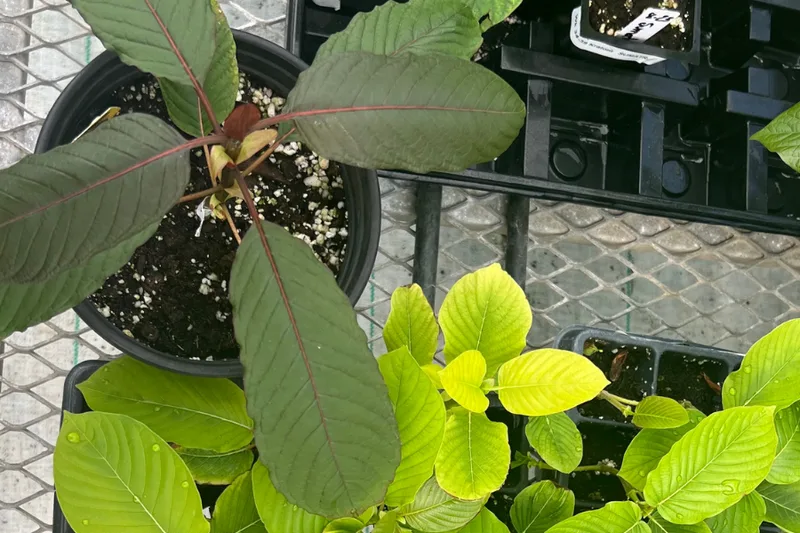Red vein and white vein live kratom plants side by side