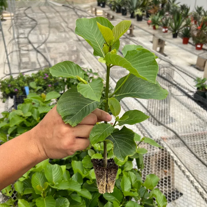 Rooted live kratom plant held up in a greenhouse, showing the soil ball it ships in