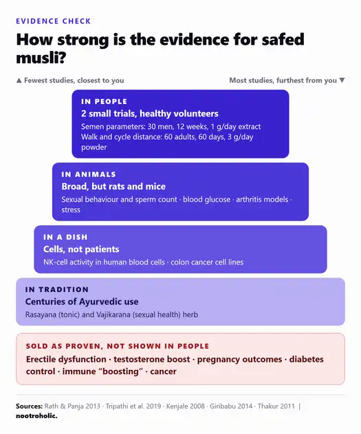 Evidence ladder for safed musli: two small human trials, broad animal studies, cell-culture work and centuries of Ayurvedic use; erectile dysfunction, testosterone boost and diabetes control are not shown in people