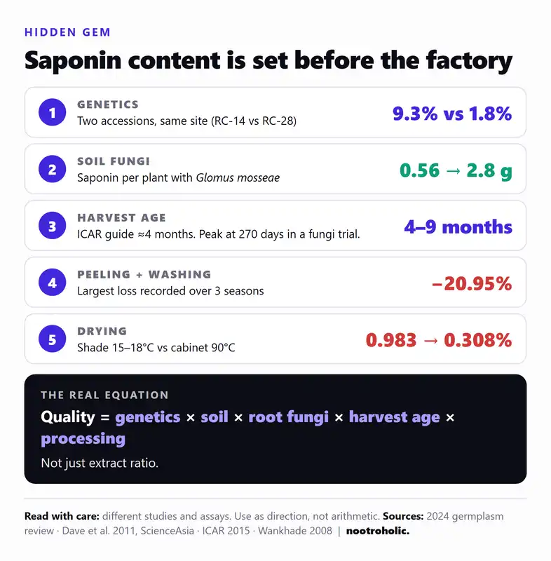 Five steps that set safed musli saponin content: genetics (9.3% vs 1.8%), soil fungi (0.56 g to 2.8 g per plant), harvest age, peeling and washing (up to 20.95% loss) and drying temperature