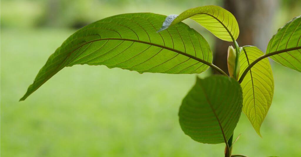 what is kratom